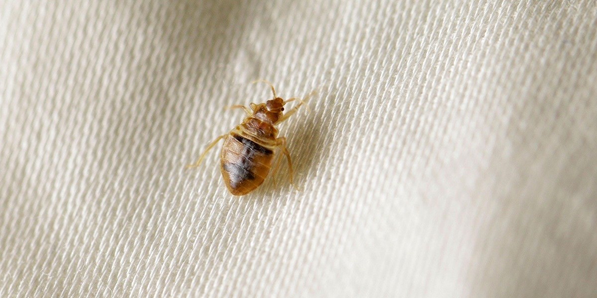 Could Your Staten Island Home Have a Bed Bug Problem?