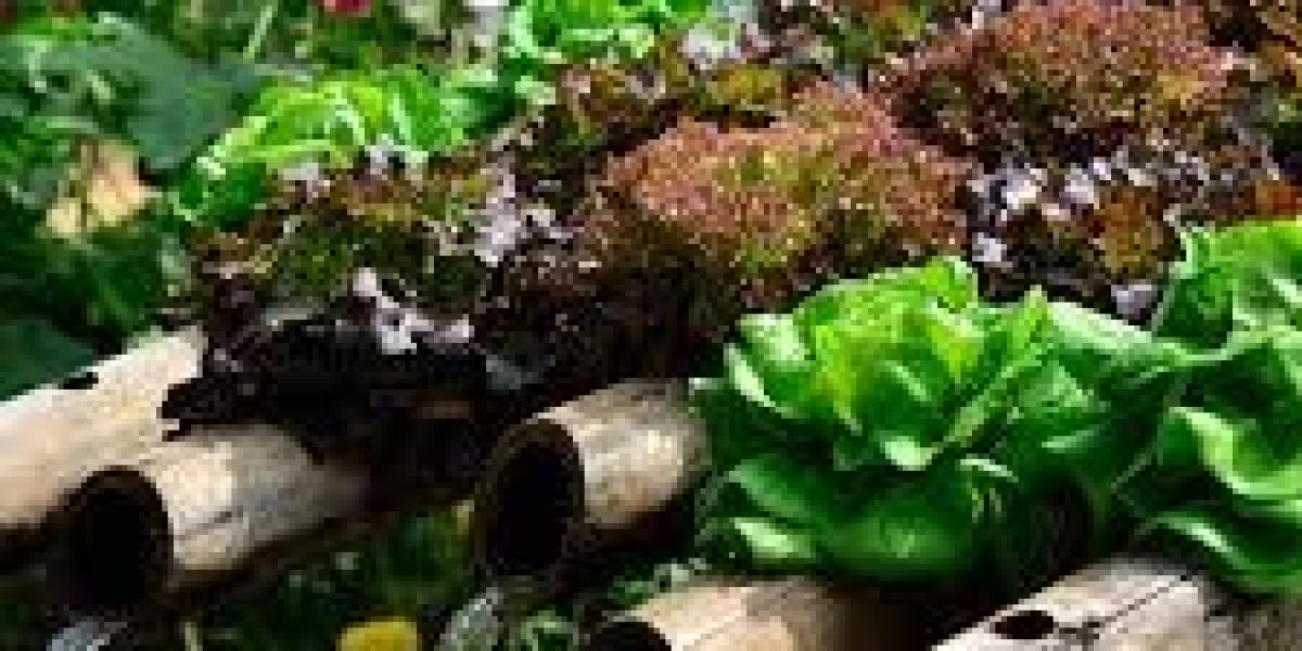 Hydroponic Vegetable Garden: A Complete Beginner’s Guide