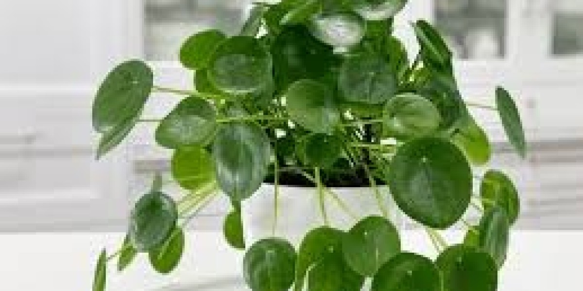 Friendship Plant: A Complete Guide to Growing and Caring for Pilea Involucrata