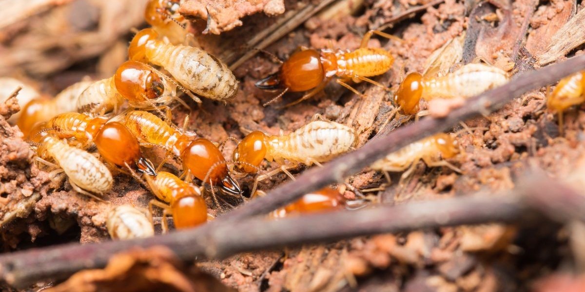 The Silent Spread of Termites and the Hard Lessons Homeowners Wish They Knew