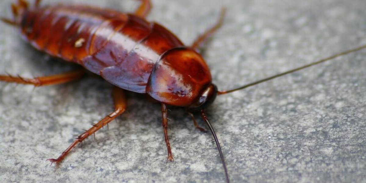 How to Know If a Roach Problem Is Becoming Urgent