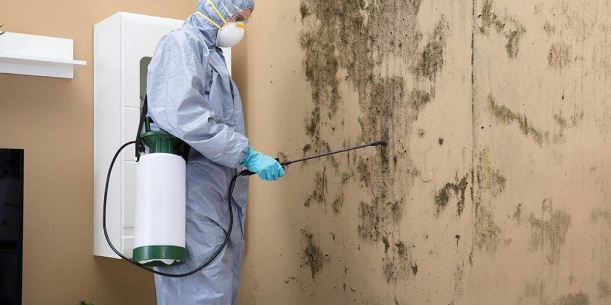 Comparing Mold Removal Companies Near Me in Norwood, OH: What Sets the Best Apart