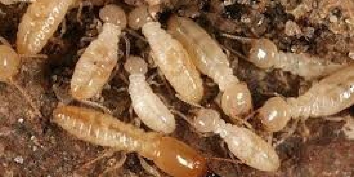 Complete Guide to Deemak Ka Ilaj Lahore for Long Term Property Protection